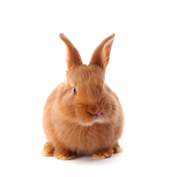 Cute funny rabbit — Stock Photo, Image