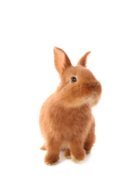 Милый смешной кролик — стоковое фото