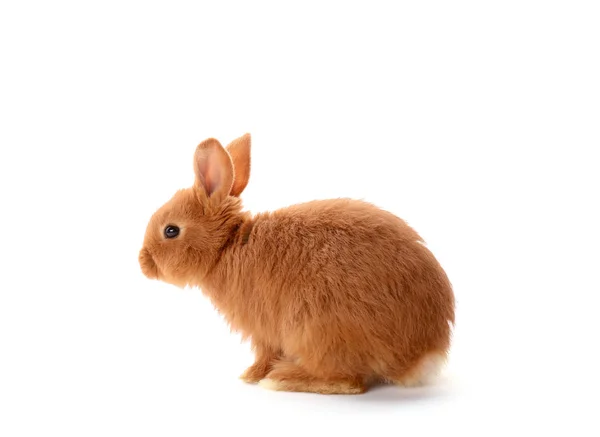 Милий смішні кролик — стокове фото