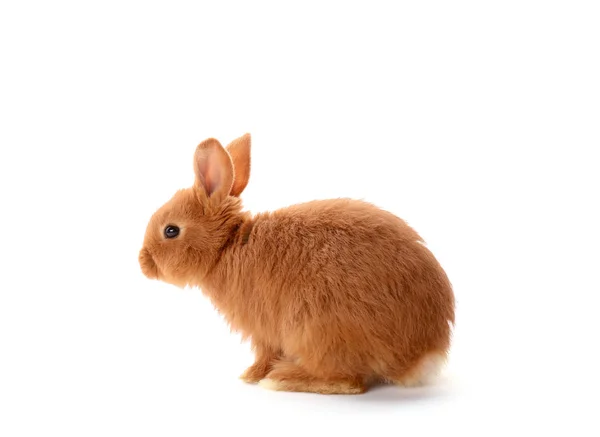 Cute funny rabbit — Stock Photo, Image