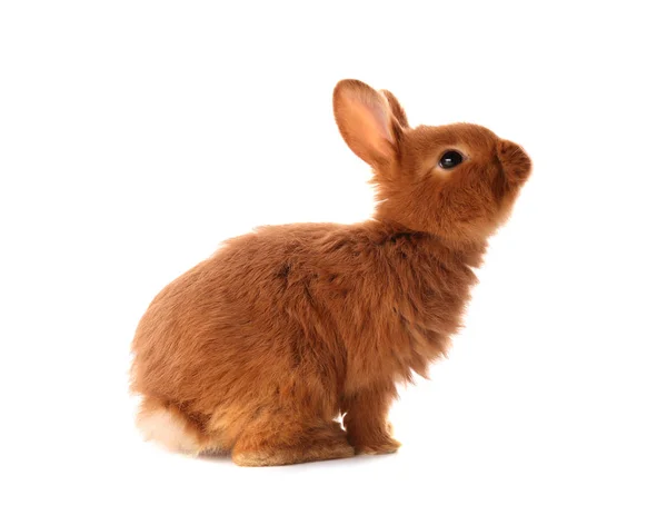 Милий смішні кролик — стокове фото
