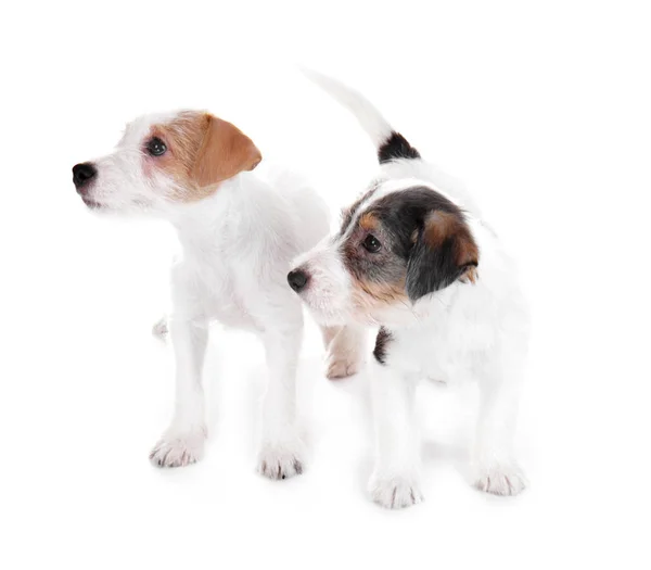 Cute funny puppies — Stock Photo, Image