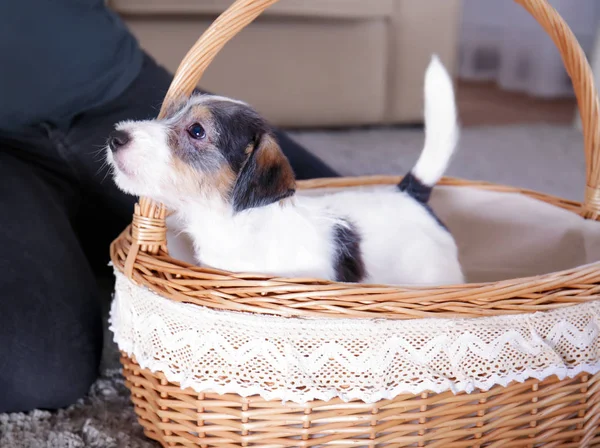 Söt rolig hund i korg — Stockfoto