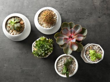 Tencere ile güzel succulents