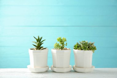 Tencere ile güzel succulents