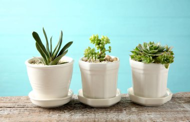 Tencere ile güzel succulents