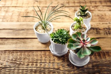 Tencere ile güzel succulents