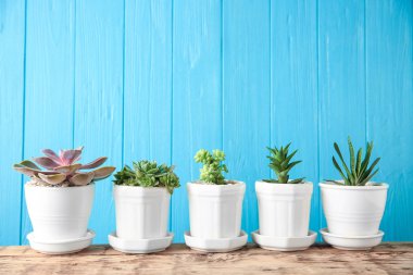 Tencere ile güzel succulents