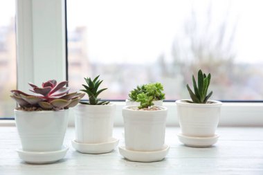 Tencere ile güzel succulents