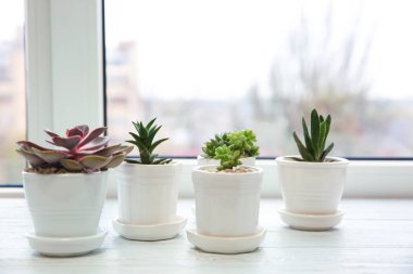 Pots with beautiful succulents clipart