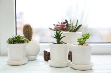 Tencere ile güzel succulents