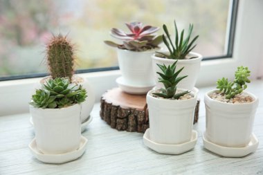 Tencere ile güzel succulents