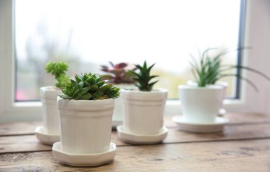Tencere ile güzel succulents