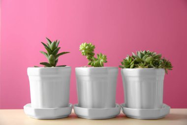 Tencere ile güzel succulents