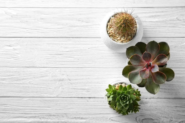 Tencere ile güzel succulents — Stok fotoğraf