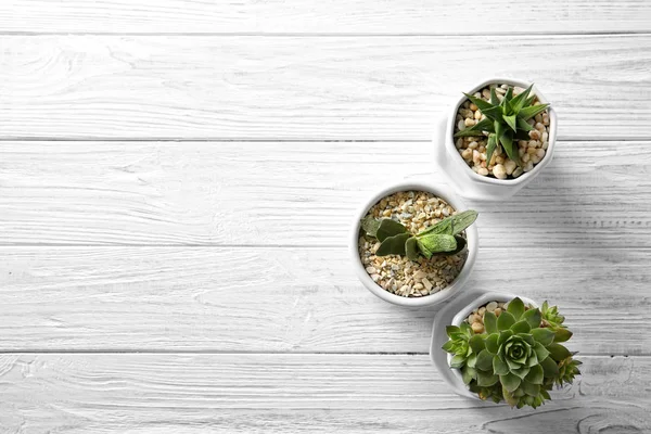 Pots with beautiful Succulents — Stock Photo, Image