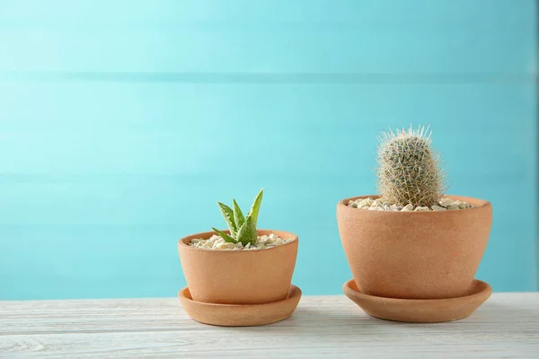 Ollas con hermosas suculentas — Foto de Stock