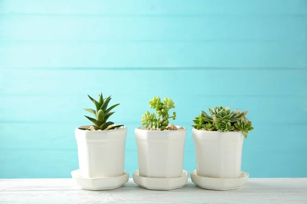 Pot dengan Succulents indah — Stok Foto