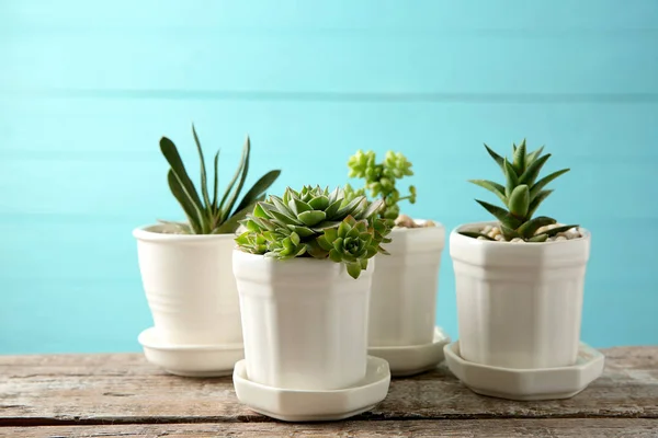 Pots with beautiful succulents — Stock Photo, Image