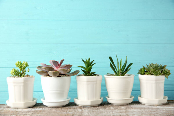 Pots with beautiful succulents