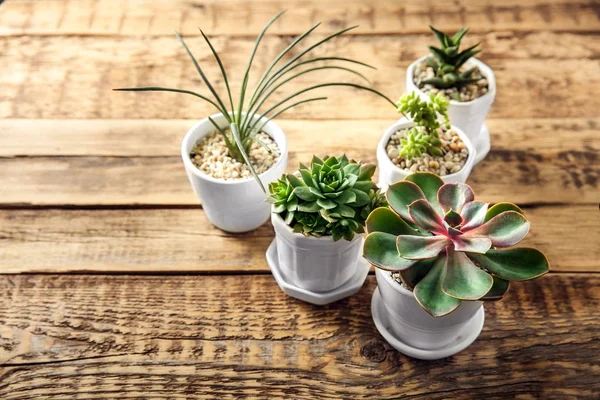 Tencere ile güzel succulents — Stok fotoğraf