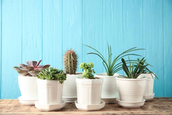 Pots with beautiful succulents — Stock Photo, Image
