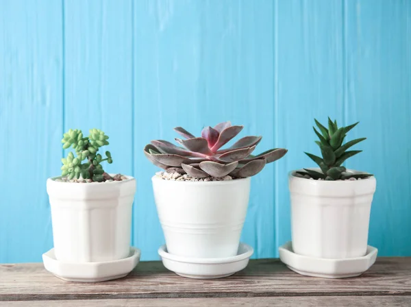 Pot dengan Succulents indah — Stok Foto