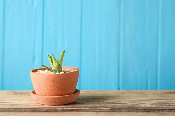 Olla con hermosa suculenta — Foto de Stock