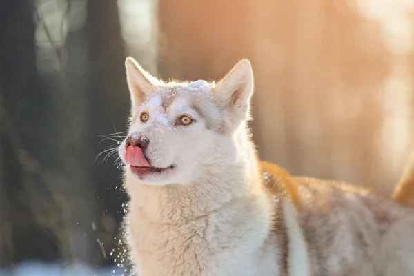 Ευτυχής Σιβηρία σκύλος χάσκεϋ — Φωτογραφία Αρχείου