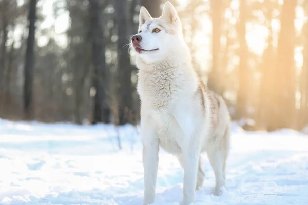 Gelukkig Siberische husky — Stockfoto