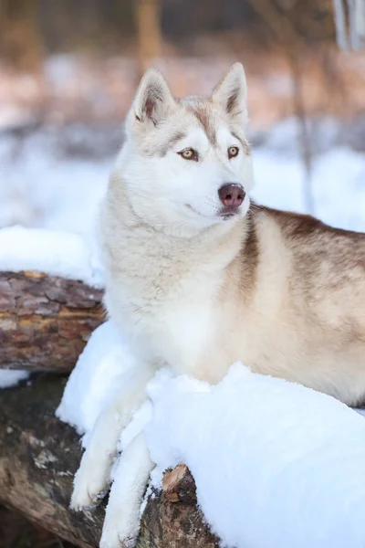 Glad siberian husky — Stockfoto