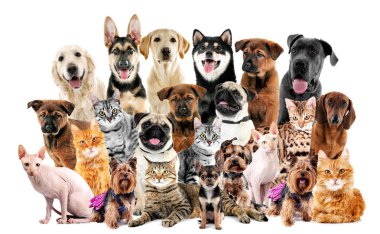 Картина, постер, плакат, фотообои "группа милых домашних животных ", артикул 139926842
