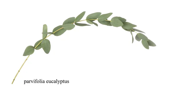 Green Eucalyptus tak — Stockfoto