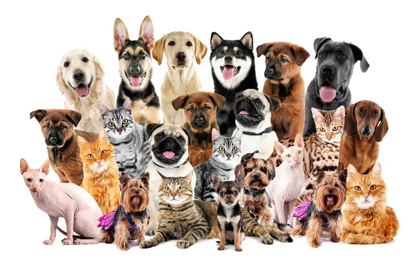 Groep van schattige huisdieren — Stockfoto