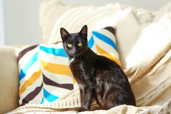 Cute black cat — Stock Photo, Image