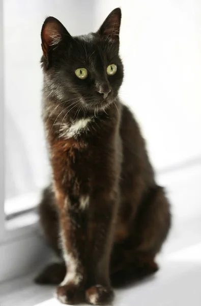 Süße schwarze Katze — Stockfoto