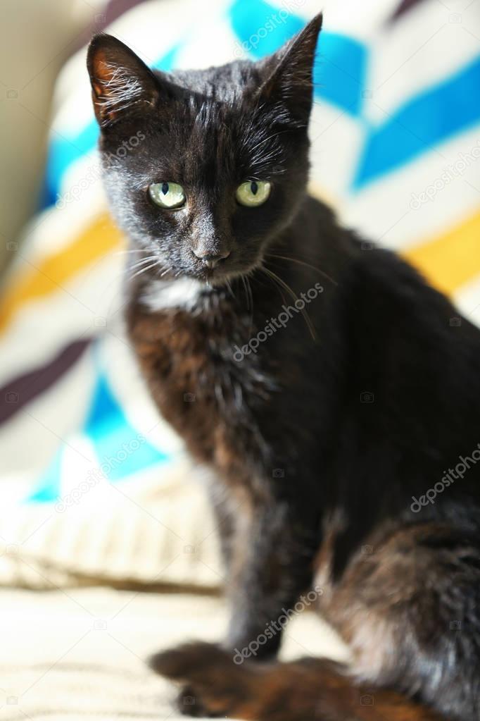 Cute black cat  