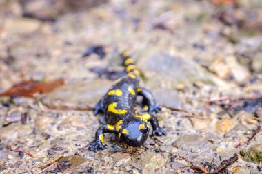 Zeminde benekli semender