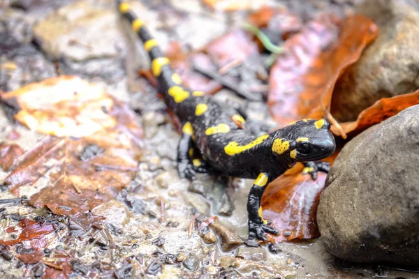 Gefleckter Salamander am Boden — Stockfoto