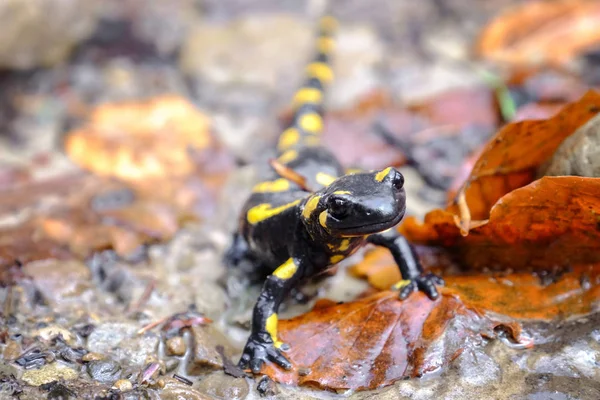 Salamandre maculée sur le sol — Photo