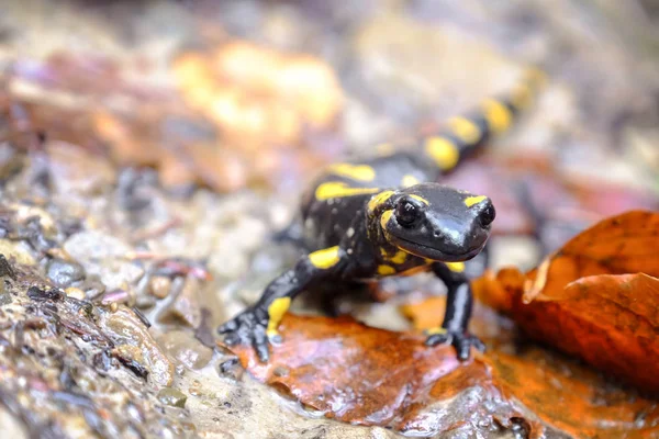 Gefleckter Salamander am Boden — Stockfoto