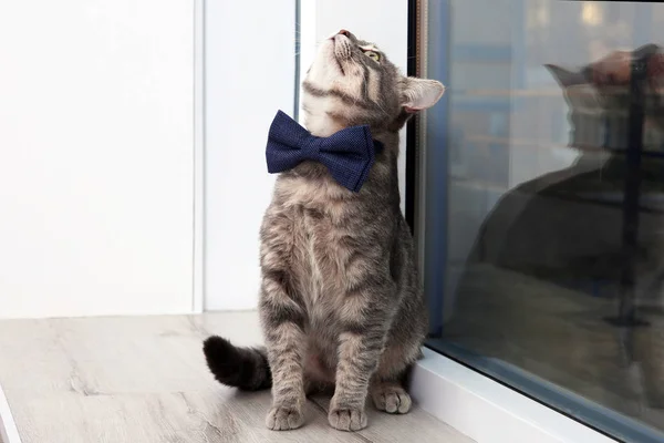 Ładny kot śmieszne — Zdjęcie stockowe