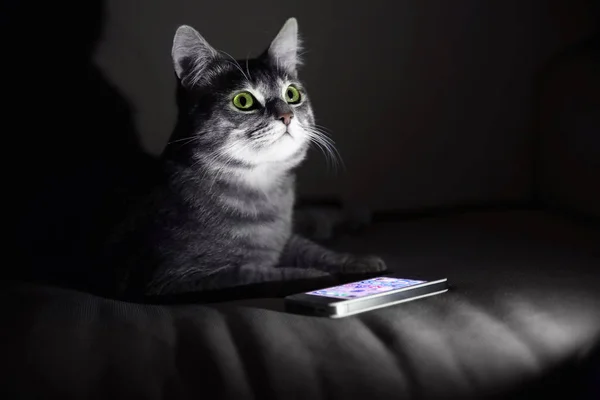 Carino gatto divertente con smartphone — Foto Stock