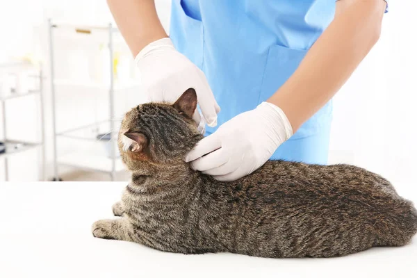 Injektion till tabby katt — Stockfoto