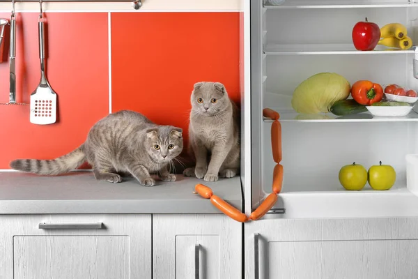 Niedliche Katzen stehlen Würstchen — Stockfoto