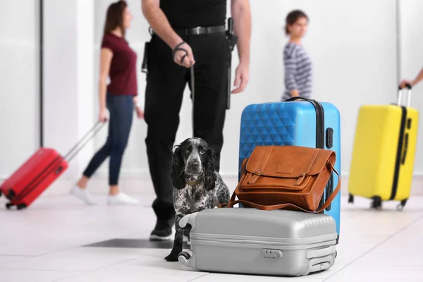 狗寻找毒品在机场 — 图库照片