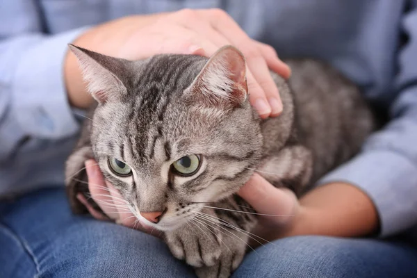 소유자와 귀여운 고양이 — 스톡 사진