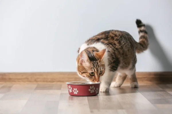 Lindo gato divertido — Foto de Stock