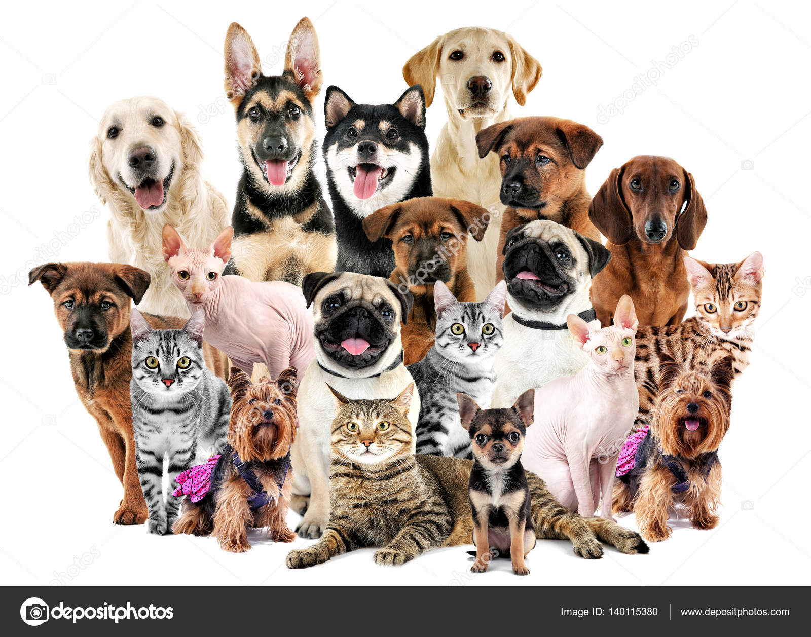 Group Of Cute Pets Stock Photo By ©belchonock 140115380