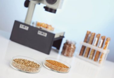 Gıda laboratuvar. Tohum pestisit için test 